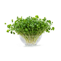 Watercress with small leaves and stems in dynamic splash of water Food and culinary concept png