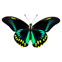 Cairns birdwing butterfly Ornithoptera euphorion large black wings with vibrant green bands fuzzy body dramatic png