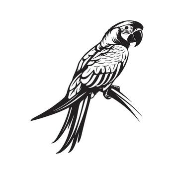 Parrot on a branch image design on white background vector