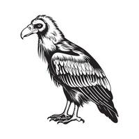 Vulture Images. Vulture on a white background vector