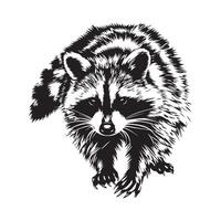 Raccoon Design Art, Icons, and Graphicsisolated on white vector