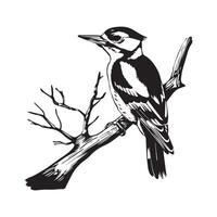 negro y blanco aguzanieves pájaro en blanco antecedentes vector