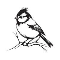 Titmouse bird on a branch on white background vector