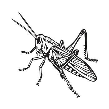 Grasshopper Design Images on white background vector