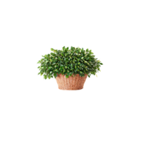 Ficus benjamina klein glänzend Grün Oval Blätter auf Wölbung Geäst entstehenden von ein abgewinkelt gewebte png