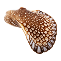 Raw cuttlefish whole mottled brown color captured in dramatic lighting Food and culinary concept png