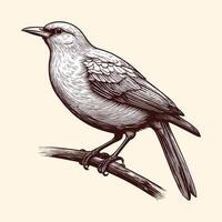 A Bird On A Branch Engraved Line Drawing vector