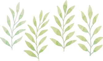 Assortment of watercolor leaves illustration set - green leaf branches collection for wedding, greetings, stationary, wallpapers, fashion, background. olive, green leaves, Eucalyptus etc vector