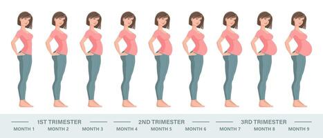 Young pregnant woman set. Fetal growth at different stages of pregnancy, monthly period. Illustration vector