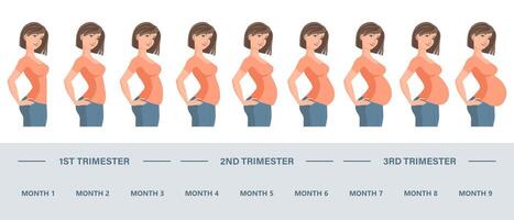 Young pregnant woman set. Fetal growth at different stages of pregnancy, monthly period vector