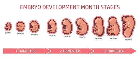 Embryo in the womb, set. Development and growth of the fetus at different stages of pregnancy, monthly period. Infographics, banner vector