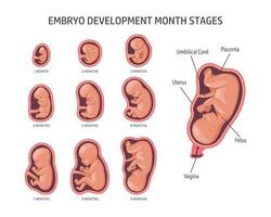 Embryo in the womb, set. Development and growth of the fetus at different stages of pregnancy, monthly period. Infographics, banner vector