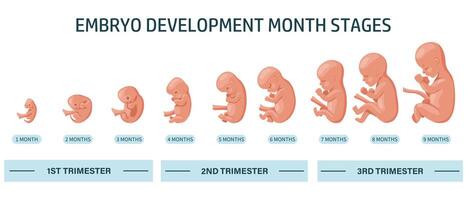 Embryo in the womb, set. Development and growth of the fetus at different stages of pregnancy, monthly period. Infographics, banner vector