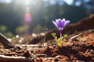 A small purple flower is sprouting upwards from the soil, showcasing the beauty of natures resilience and growth. photo