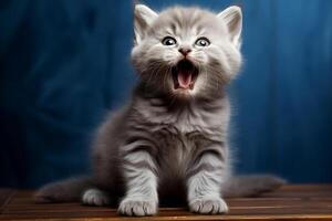 A hungry kitten meows and asks for food while sitting on the floor photo