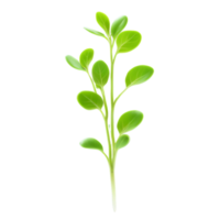 Kresse Microgreens lepidium Sativum winzig Grün Blätter mit ein pfeffrig Geschmack kunstvoll verstreut mikrogrün Super png