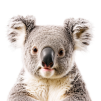 Cuddly koala Phascolarctos cinereus fluffy gray fur round ears cute black nose Animal photography png