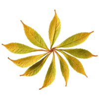 hoja Père Noël feuilles tournoyant dans une unique anis parfumé spirale cornemuseur auritum nourriture et culinaire png