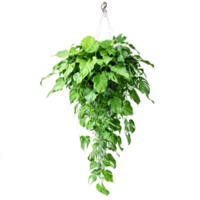 philodendron xanadu fabriek met gelobd groen bladeren in een hangende mand met achteraan wijnstokken philodendron png