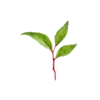 Cranberry Leaf small red leaf with smooth edges and a slightly wavy texture fluttering gently png