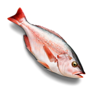 alaskan vermelho pargo filé, tostado na frigideira com uma limão e erva manteiga, png