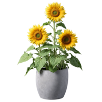 Helianthus large yellow sunflowers with dark centers in a large gray concrete planter Helianthus annuus png