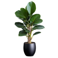 Rubber Plant deep green glossy oval leaves growing from a sleek black ceramic pot with png