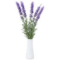 Lavender fragrant purple flowers on slender stems in a white ceramic vase with a few png
