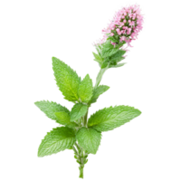 grönmynta växt aromatisk grön löv och spikar av små rosa blommor mentha spicata slutlig bild png