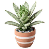 Zebra Plant thick succulent leaves with white stripes in a small terracotta pot with pebbles png