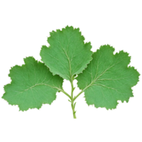 kardborre blad stor grön blad med vågig kanter och en lite grov textur curling på png