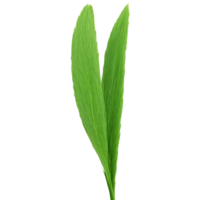 Grass Blade long green leaf with parallel veins and a slightly wavy texture swaying gently png