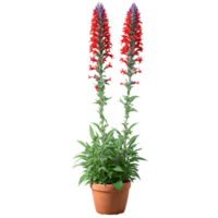 Salvia vibrant red tubular flowers on tall spikes in a terracotta pot with lush green png