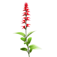 salvia salvia spp med spikar av rörformig blommor i nyanser av röd lila eller blå png