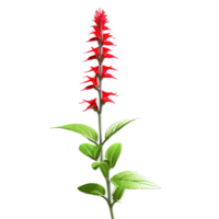 salvia salvia spp con Picos de tubular flores en sombras de rojo púrpura o azul png