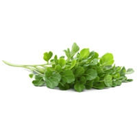 mizuna microgreens brassica rapa var nipposinique cranté vert feuilles avec une allusion de blanc astucieusement png