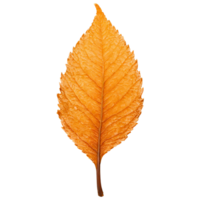 Beech Leaf glossy orange leaf with wavy edges and a smooth texture reflecting light Fagus png