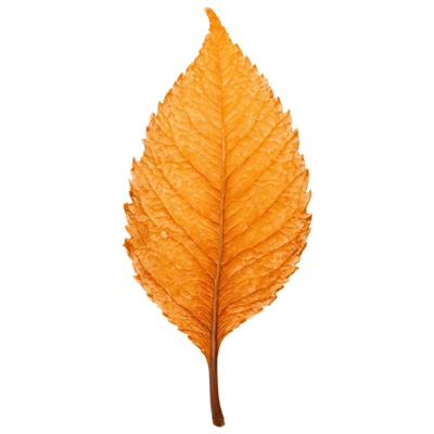 Orange Leaf PNGs for Free Download