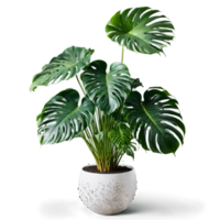 Monstera Deliciosa large green split leaves unfurling from a hovering woven planter with a misty png