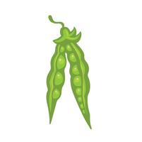 open pod of soybean or pea, bean illustration. vector