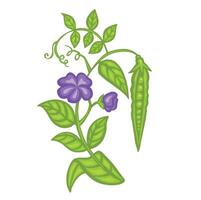 Soybean or pea sprout, bean with leaves and pods cartoon style illustration. vector
