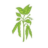 Ripe pea sprout with pods, cartoon illustration. vector