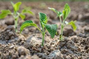 Young seedlings struggling to grow in the dry soil, the harsh reality of farming in extreme heat photo