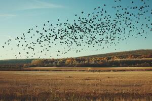 Flock of birds landing in a field, searching for water in the sparse environment post heat photo