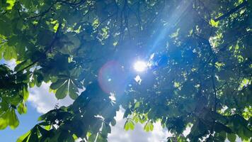 op zoek omhoog door tops van bomen met zon schijnend door groen gebladerte, voorjaar zomer natuur Aan een zonnig dag in de Engels platteland video