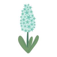 Beautiful light blue hyacinth isolated on white background. graphics. Artwork design element. Cartoon design for poster, icon, card, logo, label. vector