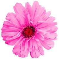 Pretty spring flower with many pink petals isolated on white background. Ideal image to express a feeling of natural freshness photo