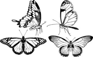 Butterflies set 5 vector