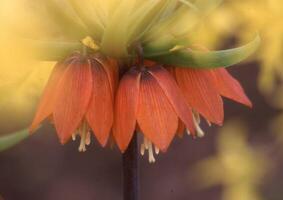 a close up of a flower with orange petals photo