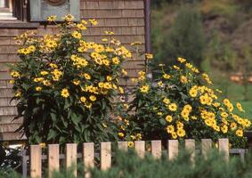 un de madera cerca con amarillo flores en frente de eso foto